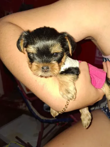 Lindos Filhotes de Yorkshire