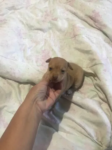 Lindas filhotes de pinscher zero 800 reais fêmea