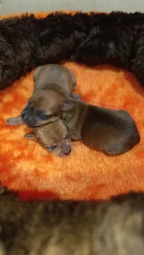 PINSCHER 0 ZERO PRA RESERVA 