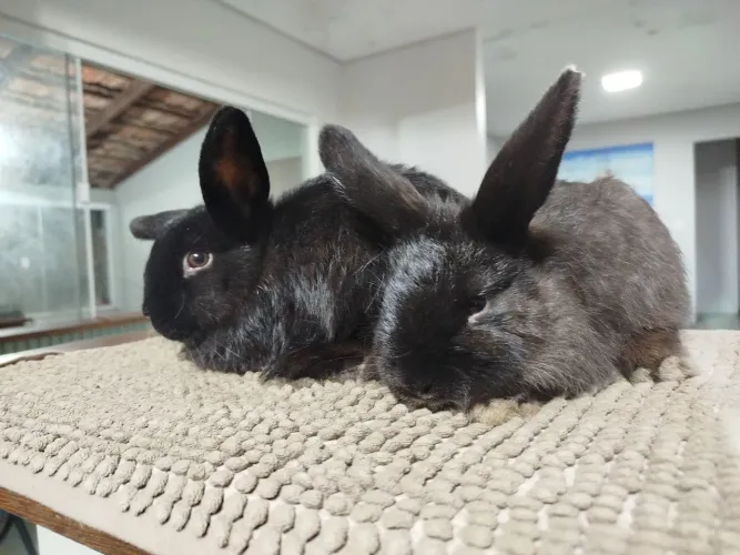 Coelhos filhotes
