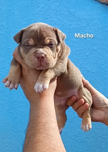 American Bully pocket