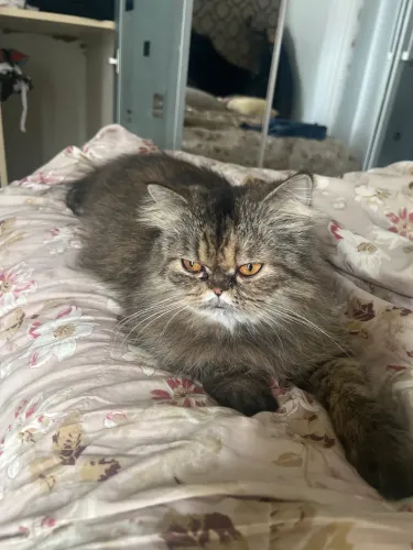 Gata Persa