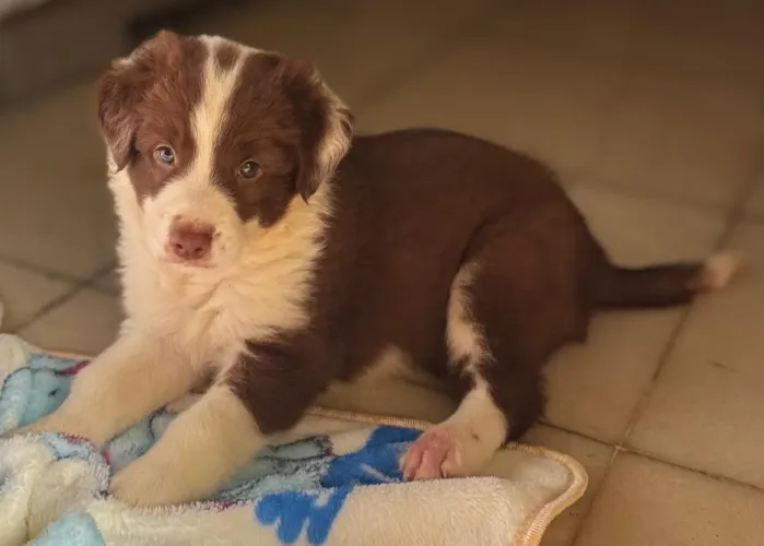 Border collie com pedigree CBKC