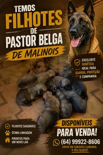 Pastor belga de malinois