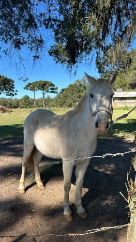 Cavalo 