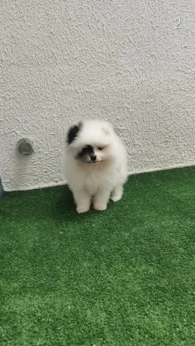 Lulu da Pomerânia anão beleza exótica um Pandinha lindo