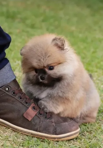 Lulu da pomerania anão laranja 100% ursinho linhagem importada