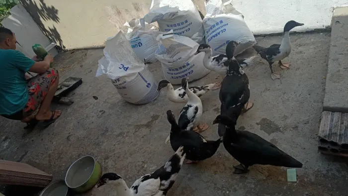 Vendo 8 pato por 250,00