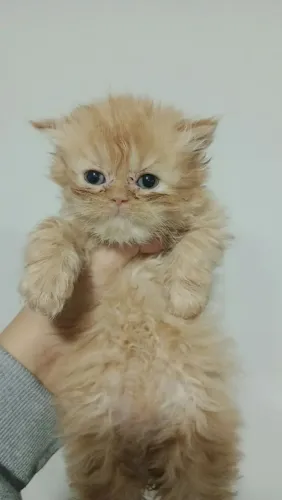 Gato persa