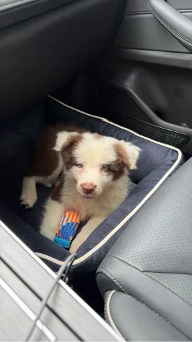 Cachorro border collie macho 