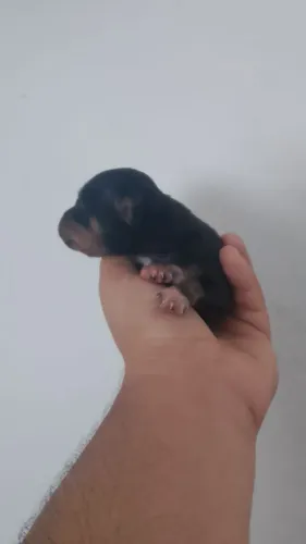 PINSCHER
