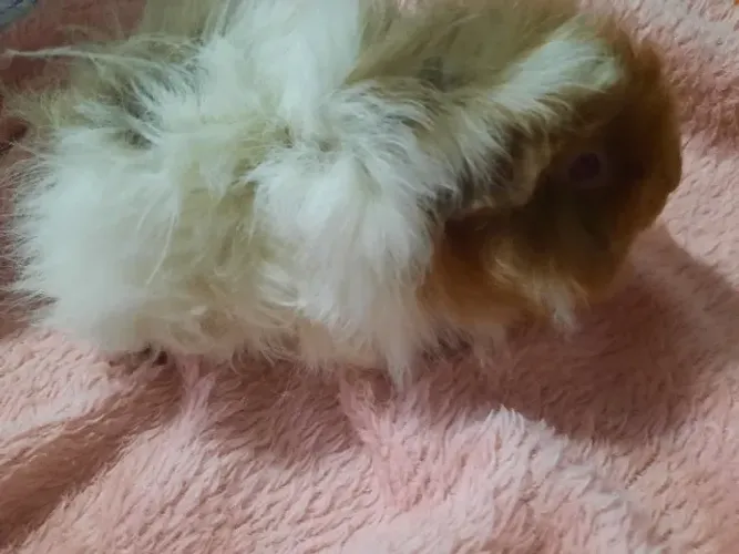 Porquinha da índia Lunkarya