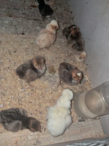 Pintinhos da raça polonesa