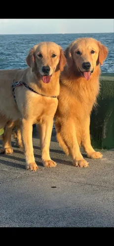 Filhotes de Golden retriever entregas dias 20/08