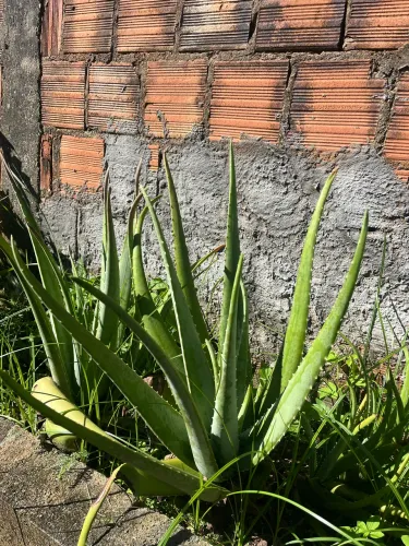 Muda de babosa/aloé Vera