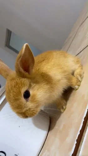 Vendo Coelha filhote Laranja fêmea