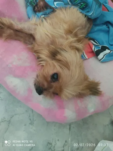 Cachorro achadoa procura dos donos