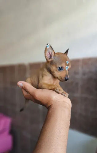 Pinscher com 50 dias vacinado macho e fêmea
