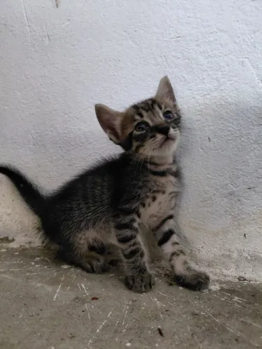 Gatinhos para adoção 