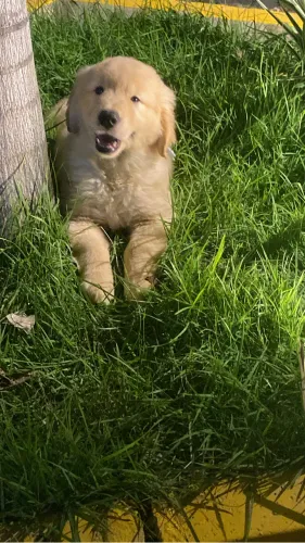 Golden retriever macho