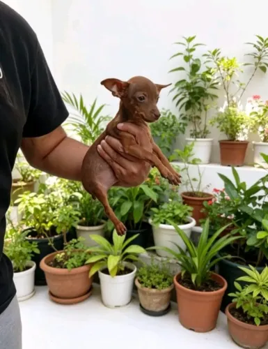 Mini Pinscher Elegante Macho