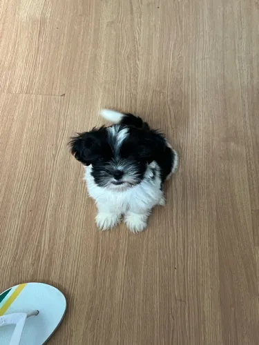 Filhote de Shih-Tzu