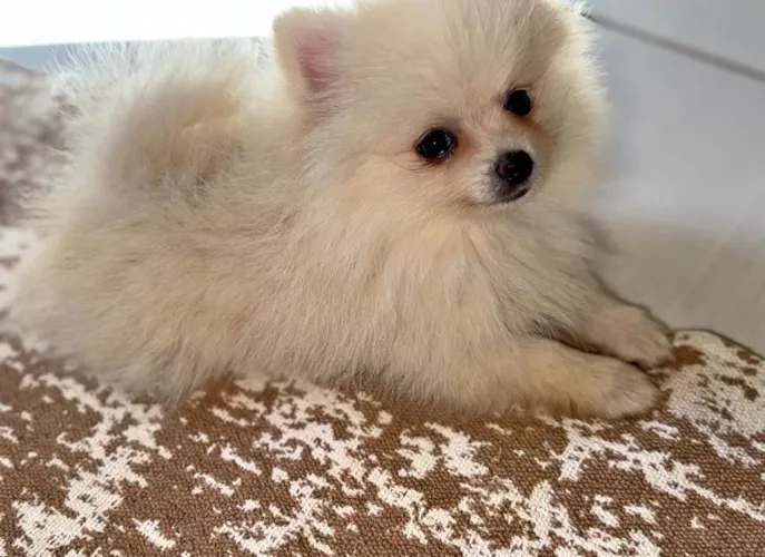 DOA - SE LULU DA POMERÂNIA
