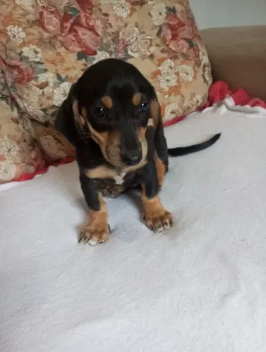 Filhotes de dachshund salsichinha 