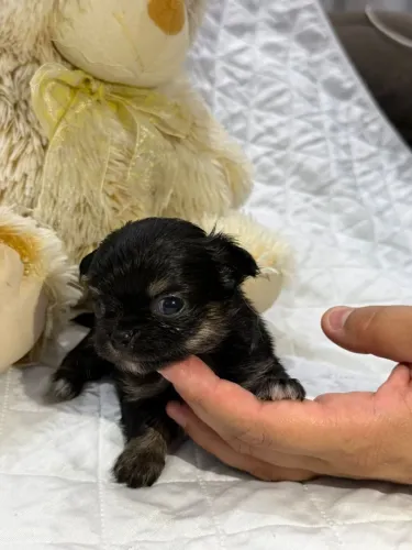 Vendo Chihuahua Filhotes 