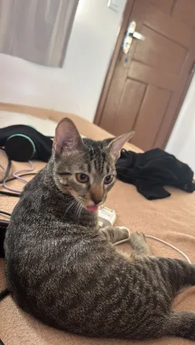 Gatinho para doação