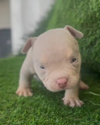 American bully macho