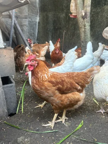 Galinhas  e Frangas Caipira