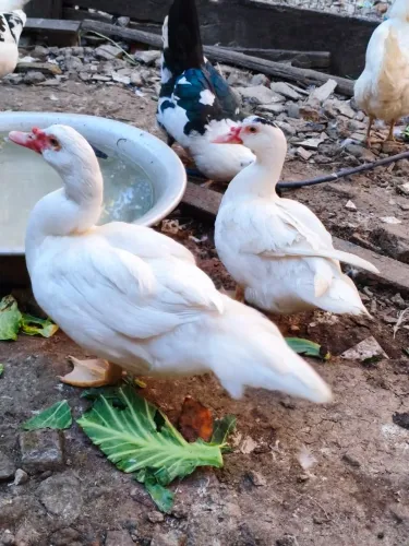 Casal de patos