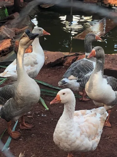 Vende-se gansos e patos 