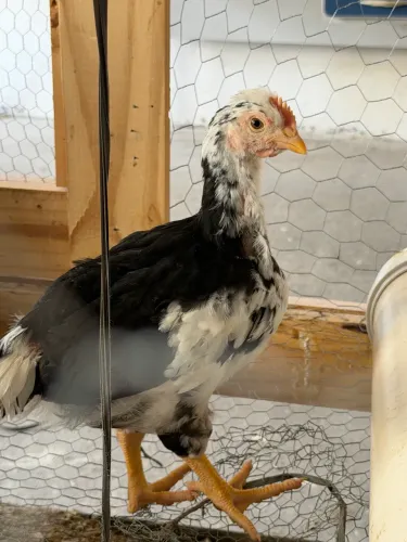 Pintinhos da raça GSB galinha balão 