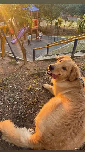 Golden retriver macho