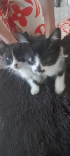 Doa se 2 gatinhas fêmeas frajolas 2 meses