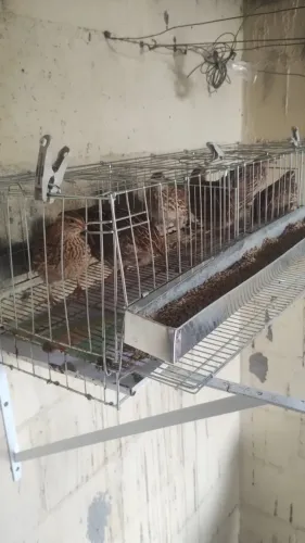 VENDO GAIOLA COM 6 CODORNAS, RAÇÃO E EMBALAGEM PARA OVOS