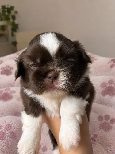 shih tzu fêmea chocolate