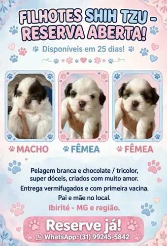 Filhote de Shih Tzu