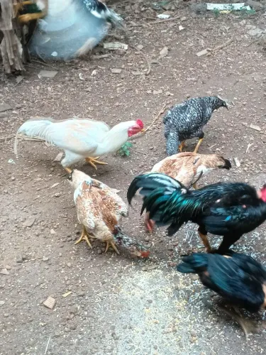 Galinha caipira 