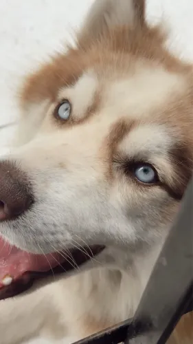 Disponível para cruza: Husky Siberiano macho