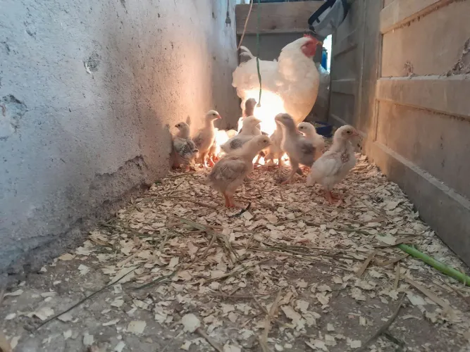 Vendo galinha com 13 pintinhos
