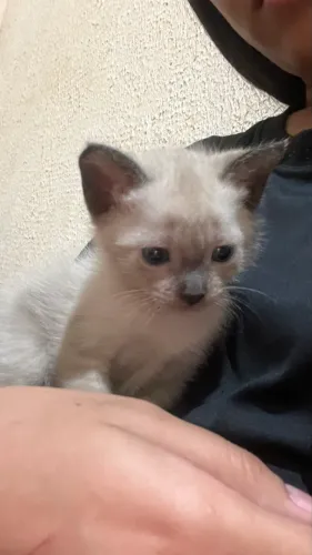 Doa-se gatos machos! 