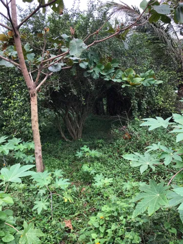 TERRENO EM JAPERI