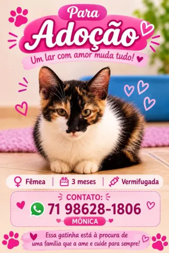 Doação responsável de filhote de gato fêmea