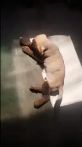 Fila brasileira mistura de dobema