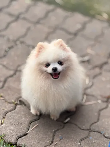 Cruza Lulu da pomerania