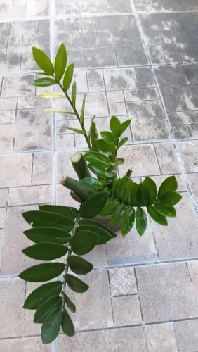 Plantas