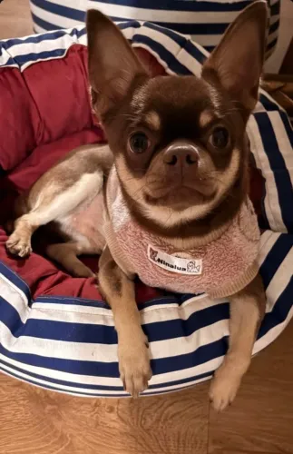 Chiuahua 1 ano